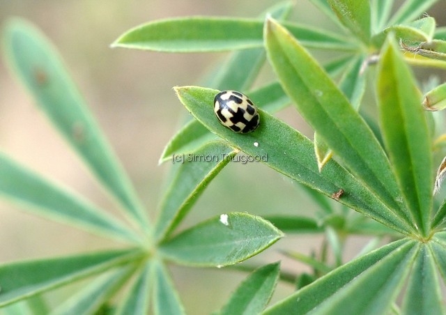 [14spot1]