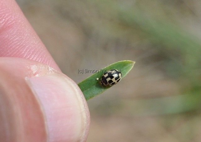 [14spot3]