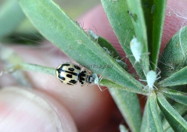 [14spot6]