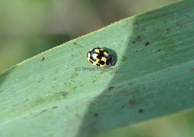 [14spot7]