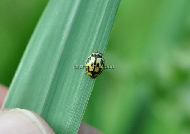 [14spot8]