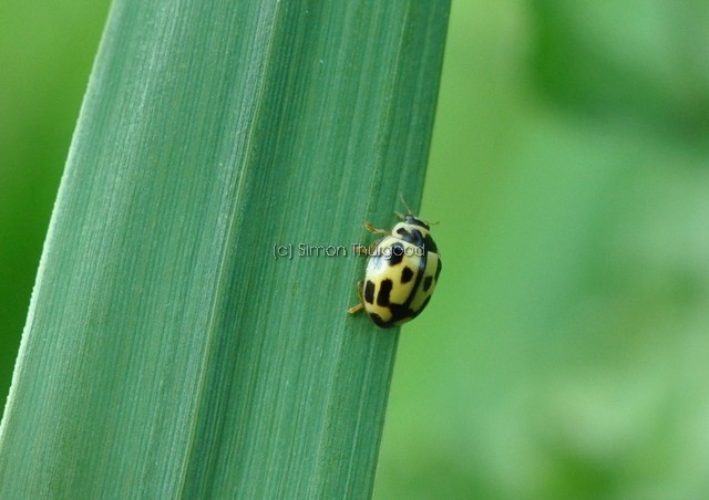 [14spot9]