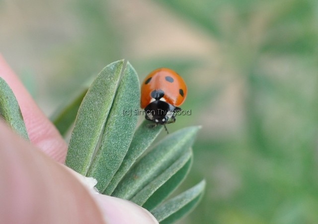 [7spot10]