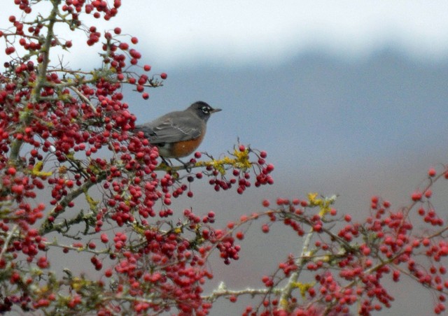 [Americanrobin1]
