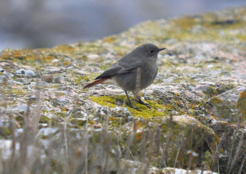 [Blackredstart4]