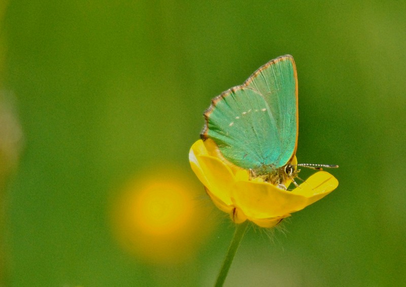 [Greenhairstreak1]