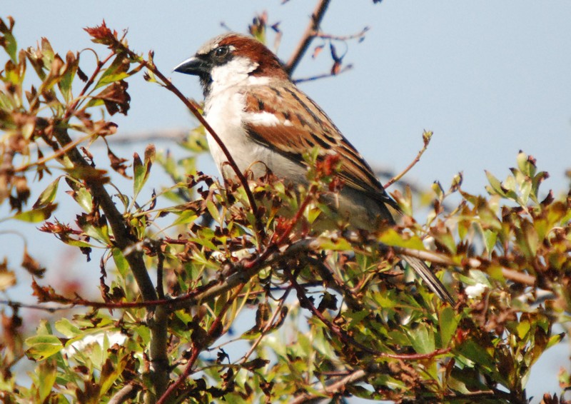 [Housesparrow1]