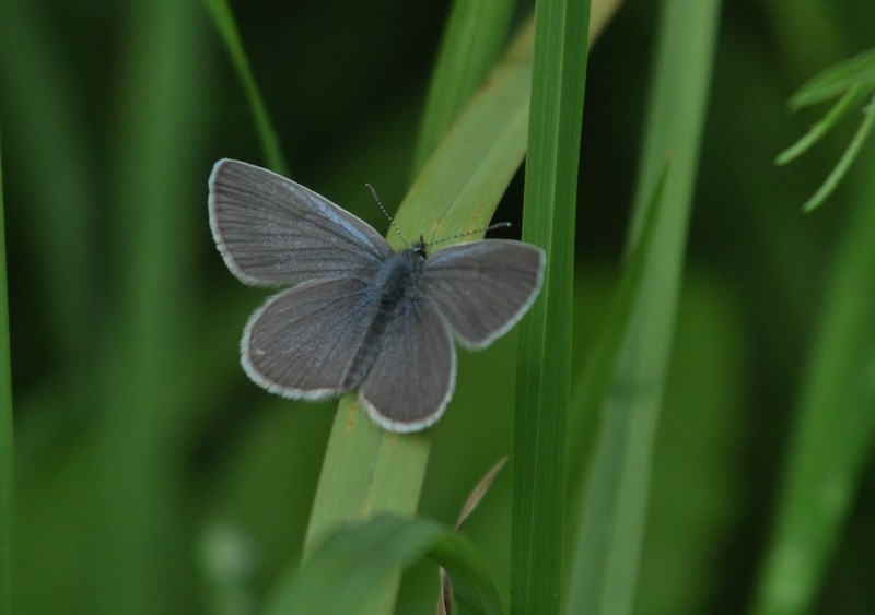 [Smallblue1]