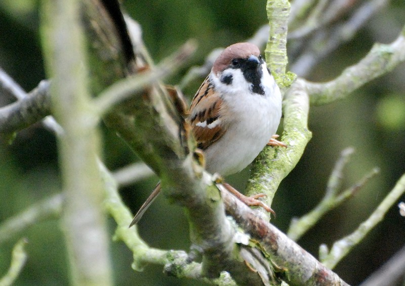 [Treesparrow1]