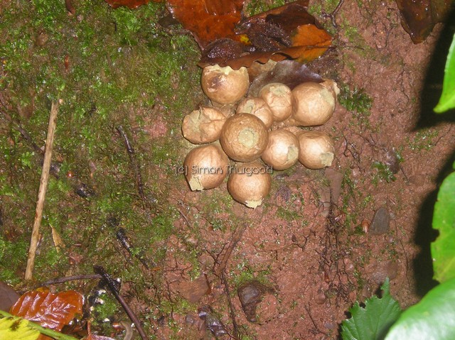 [Unknownmushroom15]
