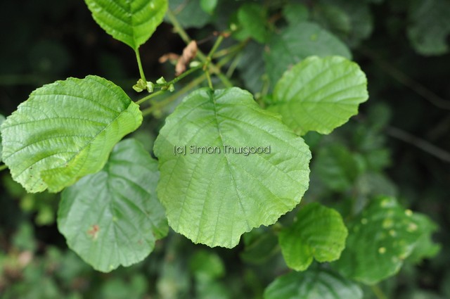 [alder2]