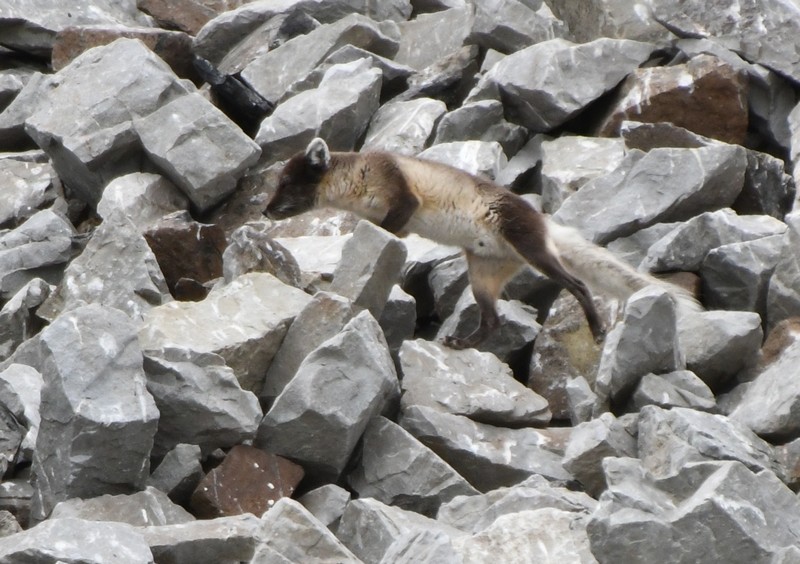 [arcticfox2]