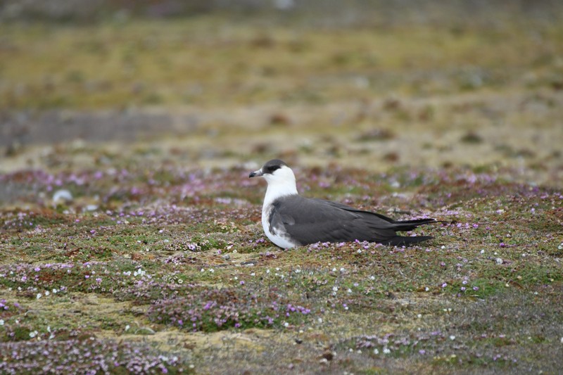 [arcticskuapalemorph11]