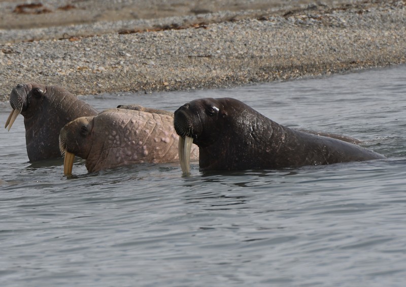 [atlanticwalrus2]