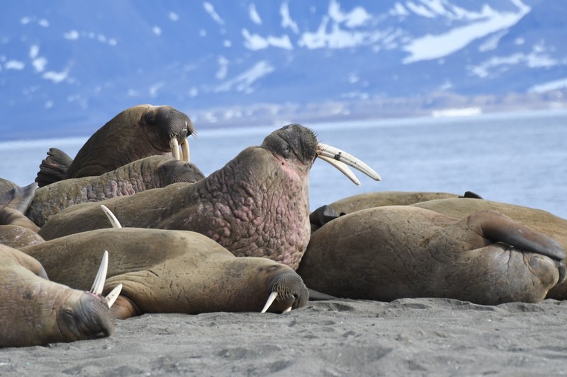[atlanticwalrus5]