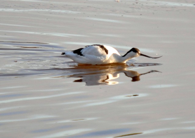 [avocet4]