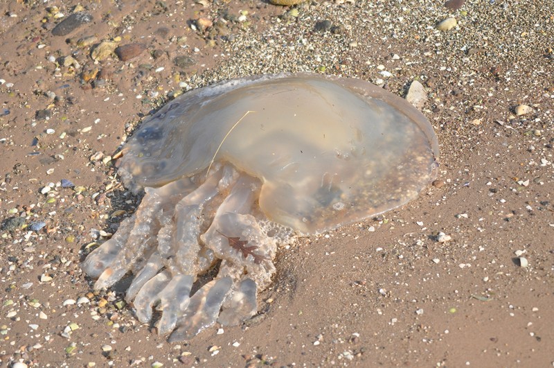[barreljellyfish1]