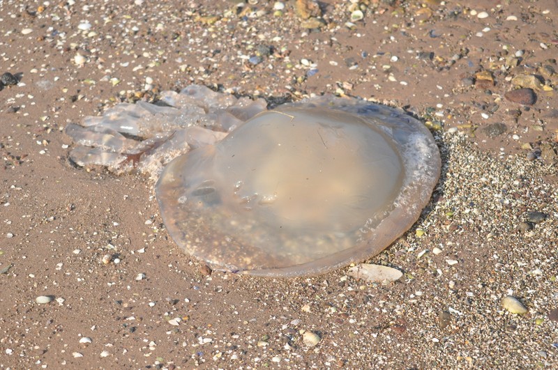 [barreljellyfish2]