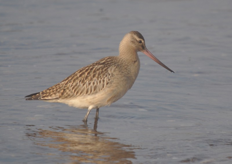 [bartailedgodwit1]