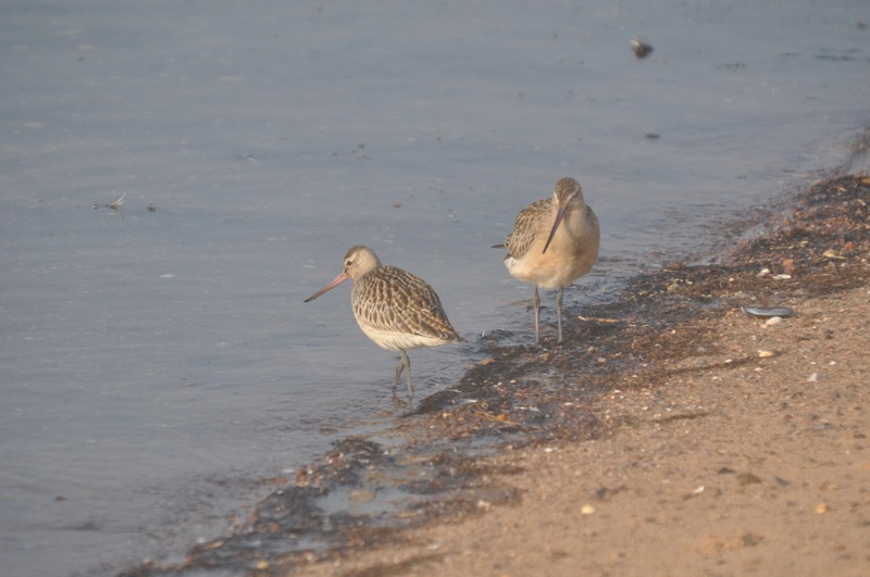 [bartailedgodwit8]