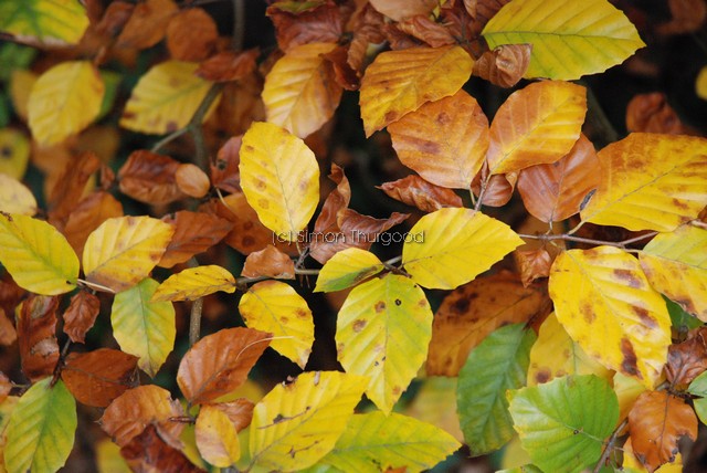 [beech3]