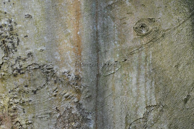 [beech4]