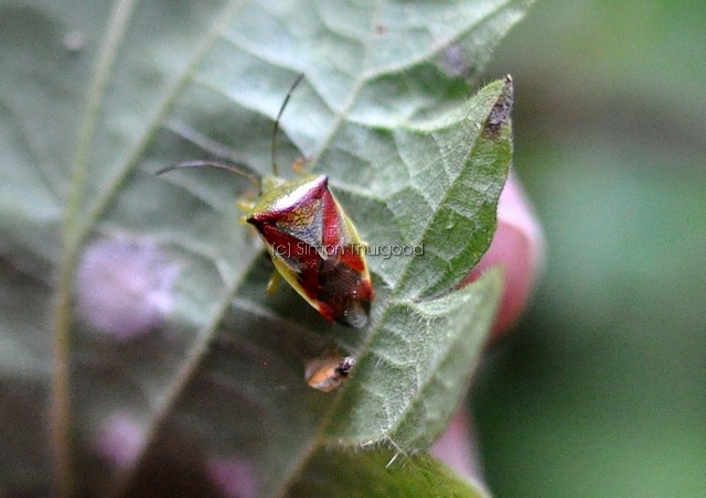[birchshieldbugs1]