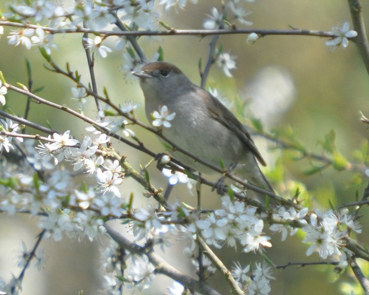 [blackcap01]