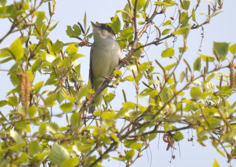 [blackcap03]