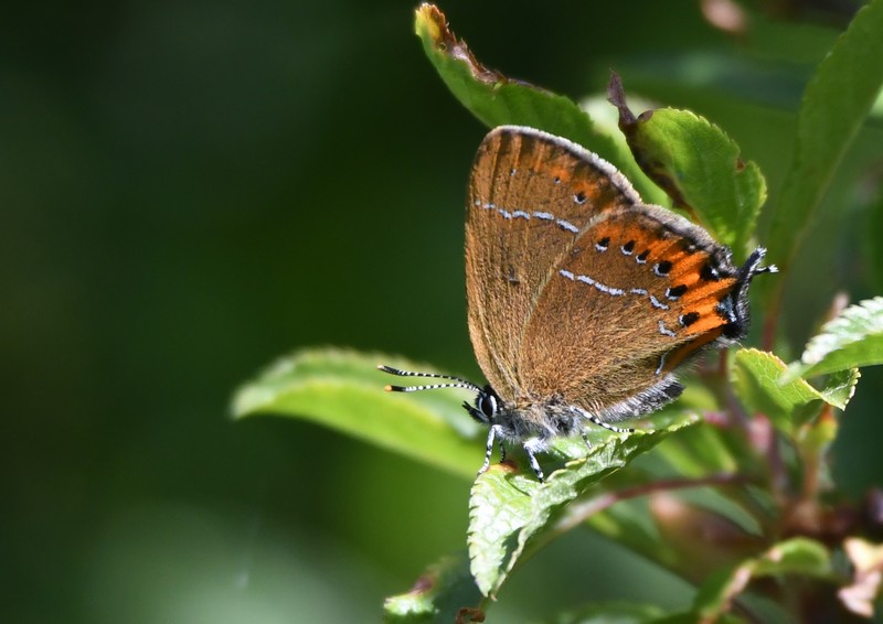 [blackhairstreak1]