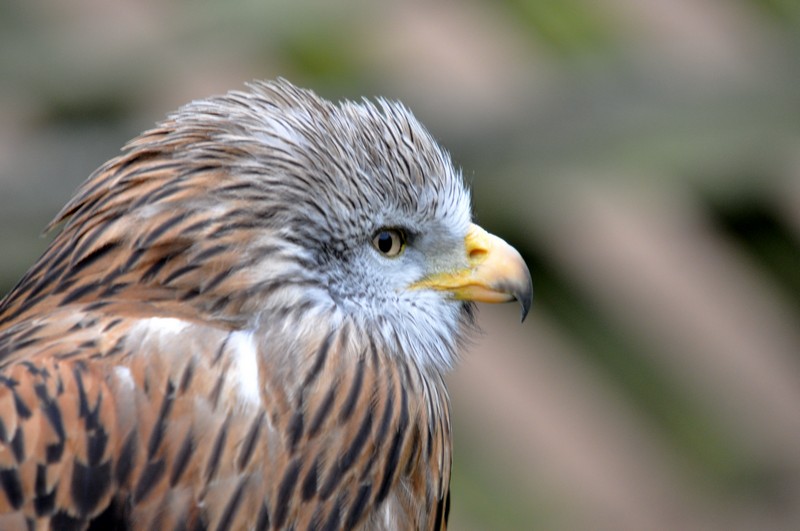 [blackkite1]