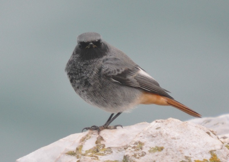[blackredstart6]
