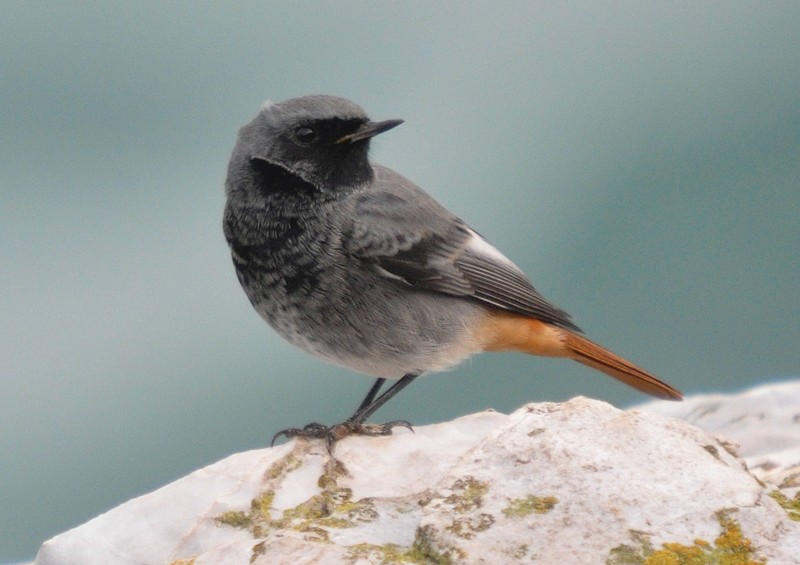 [blackredstart7]
