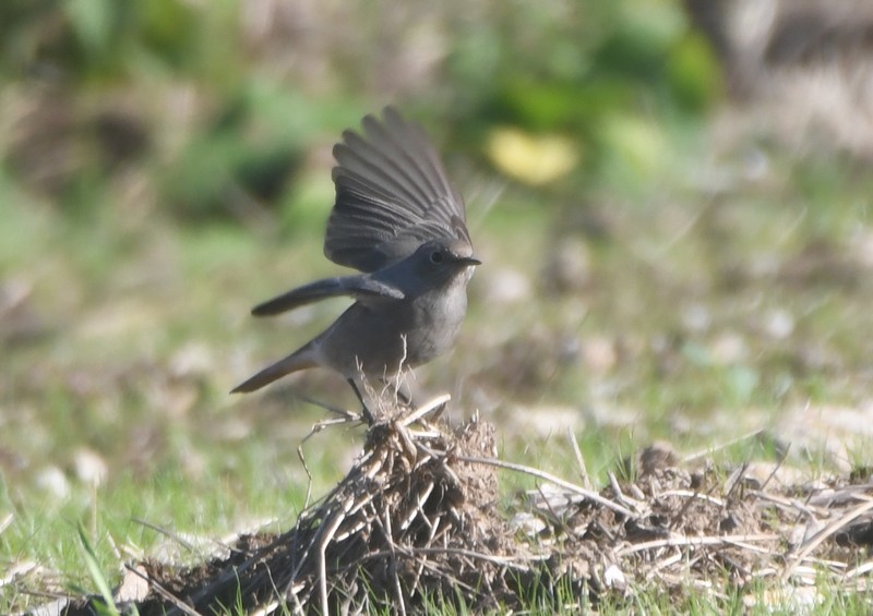 [blackredstart9]