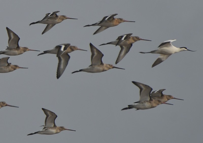 [blacktailedgodwit26]