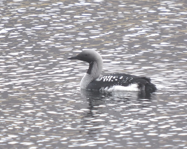 [blackthroateddiver10]