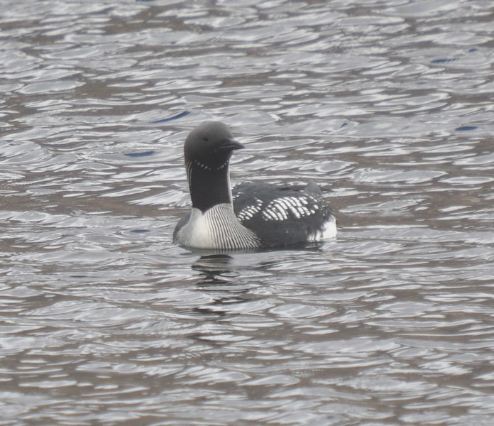 [blackthroateddiver11]