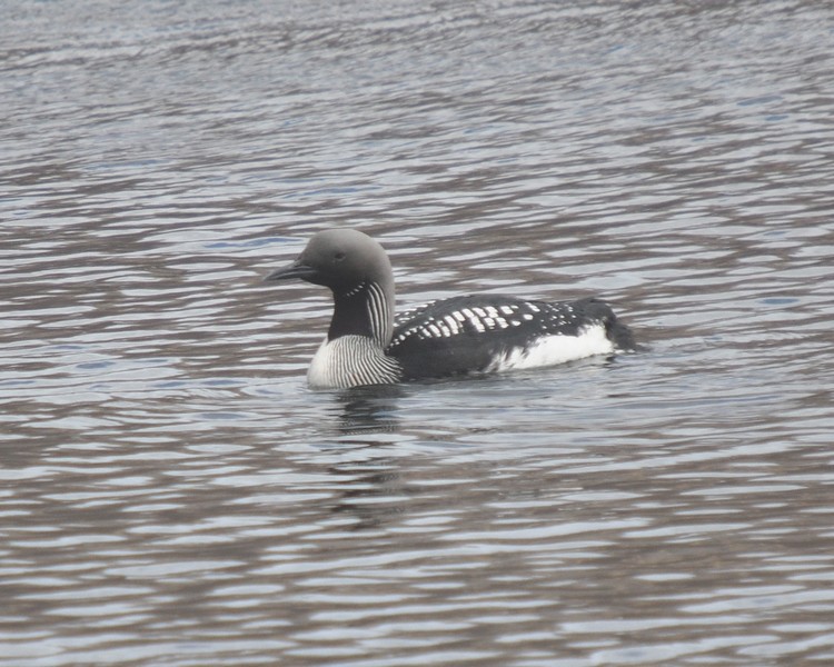 [blackthroateddiver14]