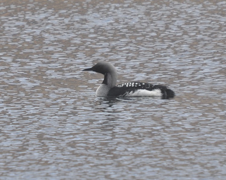 [blackthroateddiver15]