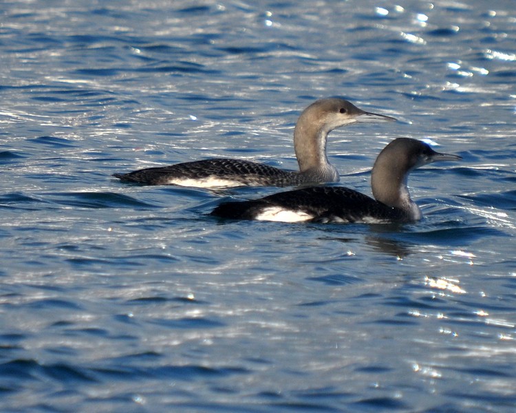 [blackthroateddiver8]