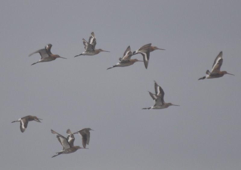 [blcktailedgodwit12]