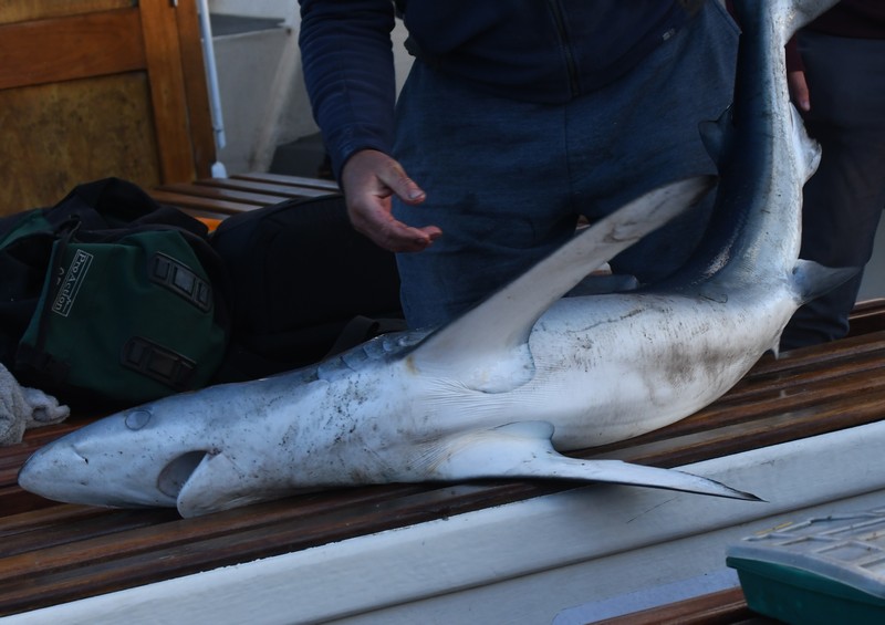[blueshark2]