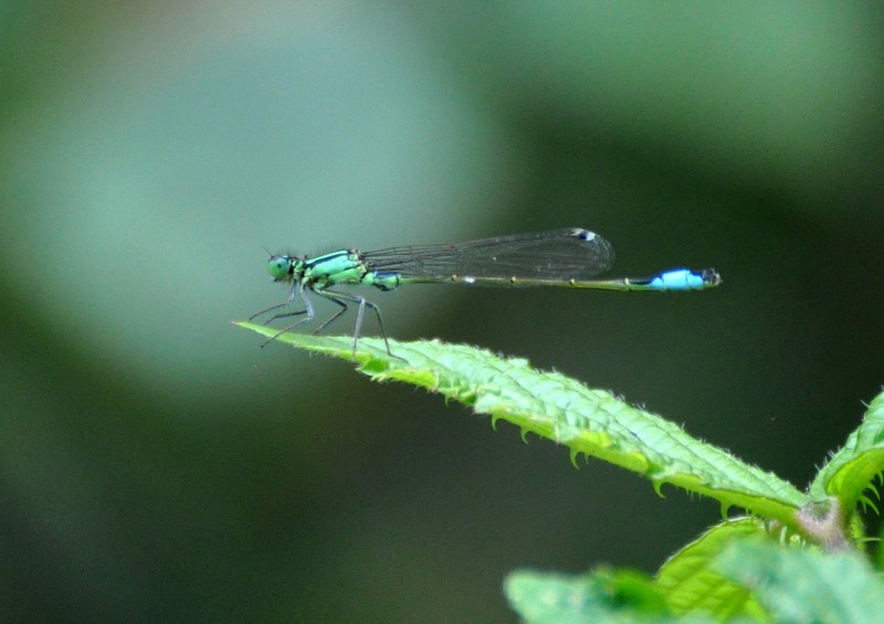 [bluetdamsel1]