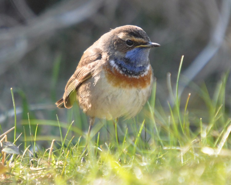 [bluethroat1]