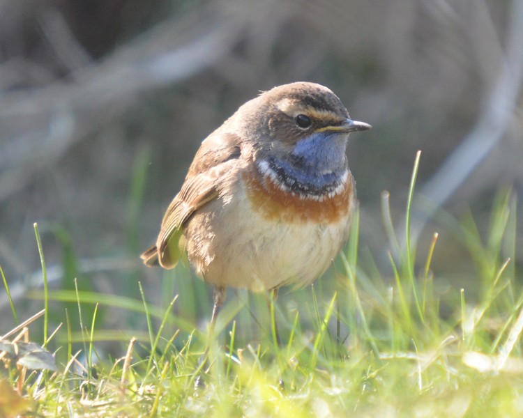 [bluethroat2]