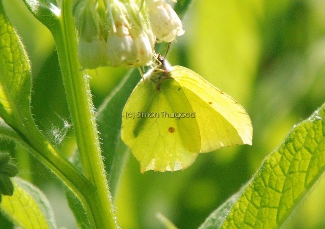 [brimstone4]
