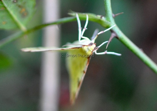 [brimstonemoth1]