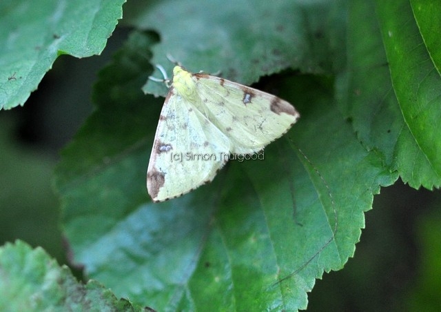 [brimstonemoth2]