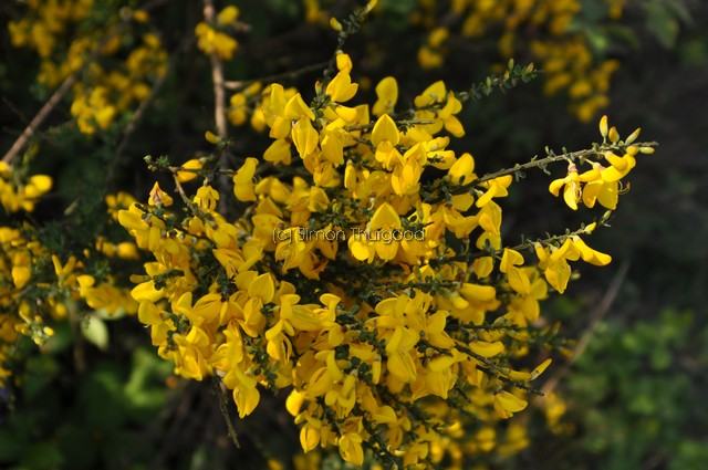 [broom2]