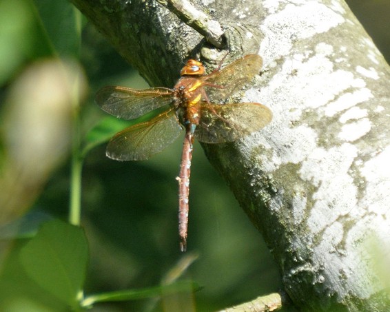 [brownhawker1]